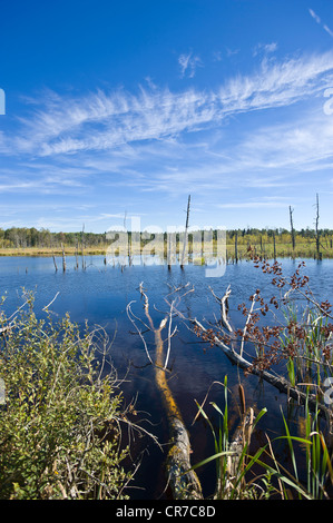 Quelle des Neckars, Schwenninger Moos Marsh, Natur-reserve, Villingen Schwarzwald, Baden-Württemberg Stockfoto