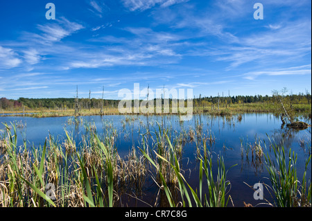 Quelle des Neckars, Schwenninger Moos Marsh, Natur-reserve, Villingen Schwarzwald, Baden-Württemberg Stockfoto