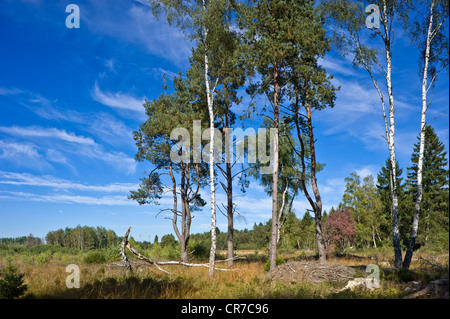 Quelle des Neckars, Schwenninger Moos Marsh, Natur-reserve, Villingen Schwarzwald, Baden-Württemberg Stockfoto