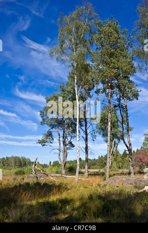 Quelle des Neckars, Schwenninger Moos Marsh, Natur-reserve, Villingen Schwarzwald, Baden-Württemberg Stockfoto