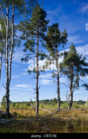 Quelle des Neckars, Schwenninger Moos Marsh, Natur-reserve, Villingen Schwarzwald, Baden-Württemberg Stockfoto