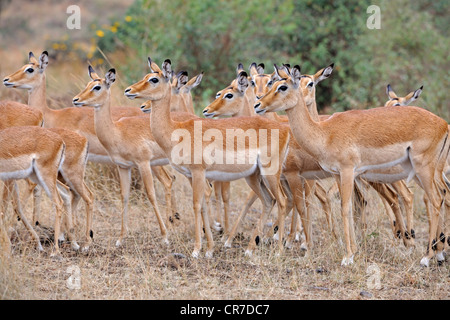 Herde von weiblichen Impala-Antilopen (Aepyceros Melampus), Masai Mara, Kenia, Ostafrika, Afrika Stockfoto
