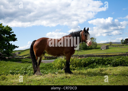 Gefesselte Kastanie Cob Pferd Zugehörigkeit zu der Gemeinschaft Reisen in Apperset in North Yorkshire Dales, Richmondshire, UK Stockfoto