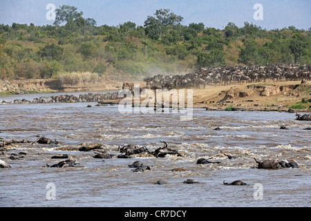 Blau oder gemeinsame Gnus (Connochaetes Taurinus), während der Migration, Gnus, die Überquerung des Mara Flusses Stockfoto