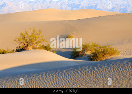 Mesquite flachen Dünen, Sanddünen im Morgenlicht, Death Valley Nationalpark, Kalifornien, USA Stockfoto