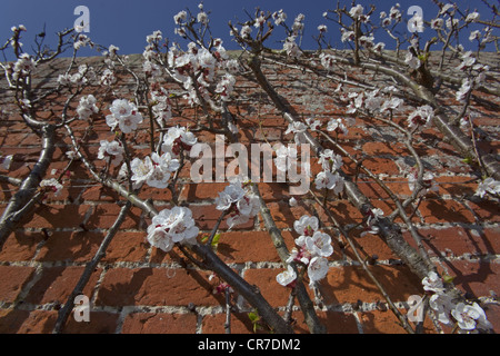 Aprikosenbaum in Blüte Moorpark Vielzahl in ummauerten Garten Stockfoto