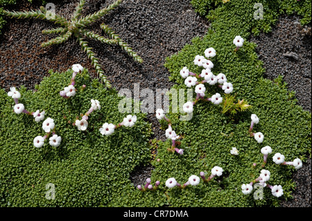 Benthamiella Patagonica Blumen Arjona Patagonica an der oberen linken Parque National Monte Leon Atlantikküste Provinz Santa Cruz Stockfoto