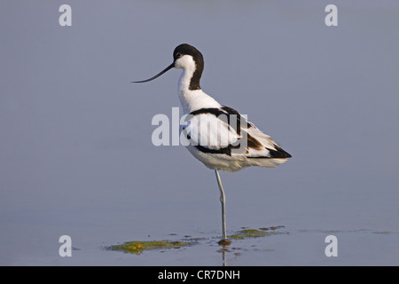 Avocet Recurvirostra Avocetta Fütterung im Cley Nature Reserve Norfolk Stockfoto