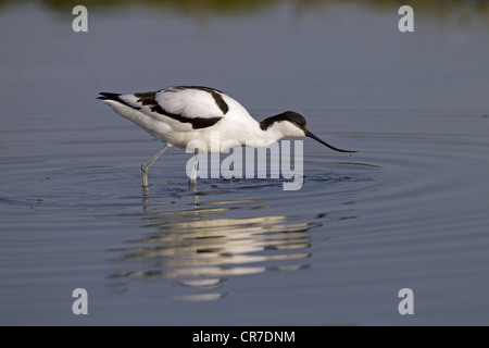 Avocet Recurvirostra Avocetta Fütterung im Cley Nature Reserve Norfolk Stockfoto