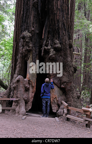 Touristen auf der Suche in einem hohlen Coast Redwood (Sequoia Sempervirens), Muir Woods National Park, Kalifornien, USA Stockfoto