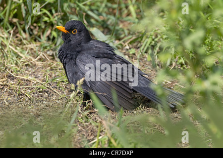 Amsel Turdus merula männlichen Sonnenbaden Stockfoto