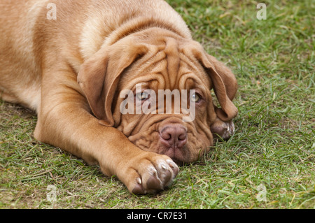 De Bordeaux Dogge Welpe mit 12 Wochen Stockfoto