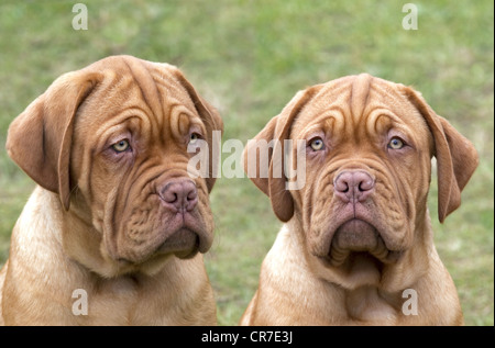 De Bordeaux Dogge Welpe mit 12 Wochen Stockfoto