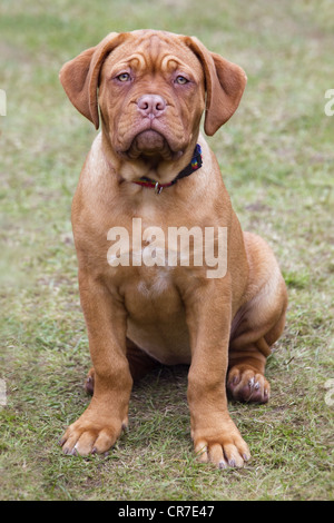 De Bordeaux Dogge Welpe mit 12 Wochen Stockfoto