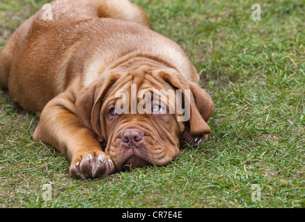 De Bordeaux Dogge Welpe mit 12 Wochen Stockfoto