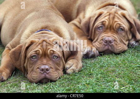 De Bordeaux Dogge Welpe mit 12 Wochen Stockfoto