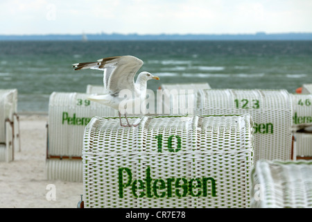 Überdachten Strand Korbsessel mit einer Möwe, Ostsee Resort Stadt von Ostseebad Groemitz, Schleswig-Holstein, Deutschland, Europa Stockfoto