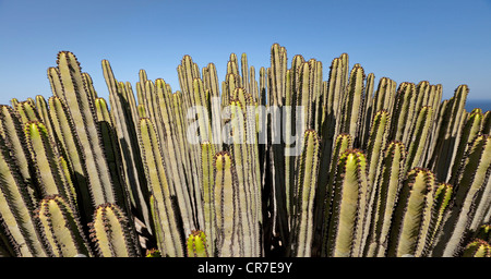 Kanaren-Wolfsmilch oder Hercules Club (Euphorbia Canariensis), in der Nähe von Cofete, Parque Natural Jandia, Jandia Naturpark Stockfoto