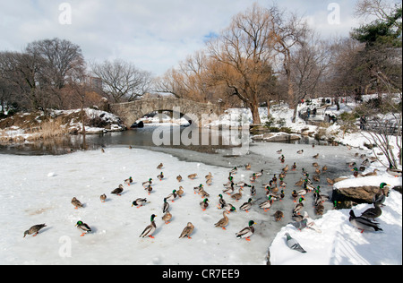 Vereinigte Staaten, New York City, Manhattan, Central Park im Winter unter dem Schnee, den Teich, Gapstow Brücke, Enten auf dem Eis Stockfoto