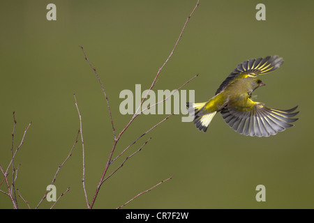 Grünfink Zuchtjahr Chloris im Flug aus Birke schrubben Stockfoto