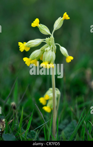 Eine Schlüsselblume im Frühjahr, eine wilde Blume-UK Stockfoto