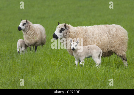 Kerry Hill Schafe Herde Schafe und Lämmer auf Frühjahr Rasen zeigen Stockfoto