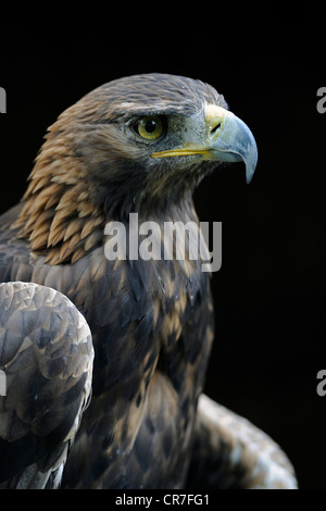 Steinadler (Aquila Chrysaetos), Porträt, Hessen, Deutschland, Europa Stockfoto
