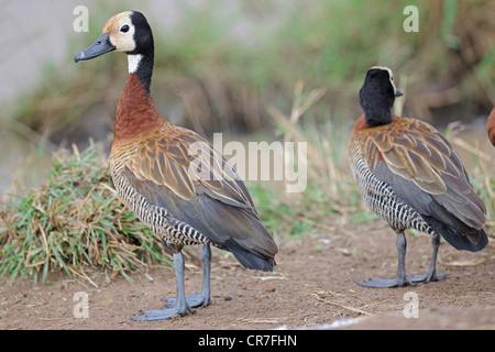 White-faced Pfeifen Enten (Dendrocygna Viduata), Masai Mara National Reserve, Kenia, Ostafrika, Afrika Stockfoto