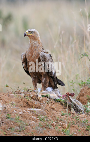 Tawny Adler (Aquila Rapax), Altvogel mit Kill, Kaninchen, Masai Mara National Reserve, Kenia, Ostafrika, Afrika Stockfoto