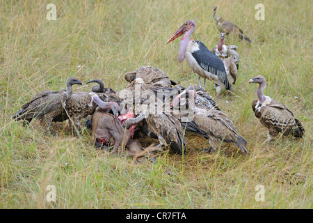 Marabou Storch (Leptoptilos Crumeniferus) und Rueppells Geier (abgeschottet Rueppellii) ernähren sich von Toten Gnus (Connochaetes Stockfoto