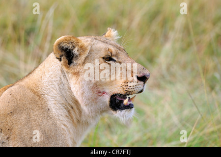 Löwe (Panthera Leo), Löwin mit Blut auf ihre Kiefer nach der Fütterung auf, Porträt, Masai Mara National Reserve, Kenia, Ostafrika Stockfoto