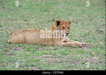 Junger Löwe (Panthera Leo), Cub, die Ruhe nach dem Essen, Masai Mara National Reserve, Kenia, Ostafrika, Afrika Stockfoto