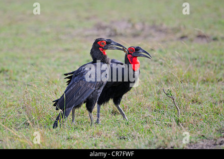 Südlichen Boden Nashornvögel (Bucorvus Leadbeateri), Männlich, vorbei an Essen, Weiblich, Masai Mara National Reserve, Kenia, Afrika Stockfoto