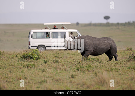 Schwarze Nashorn (Diceros Bicornis) steht man vor einer Safari van, Masai Mara National Reserve, Kenia, Afrika Stockfoto