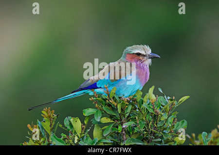 Lilac-breasted Roller (Coracias Caudata), thront Erwachsenen Vogel auf einem Ast, Masai Mara National Reserve, Kenia, Afrika Stockfoto