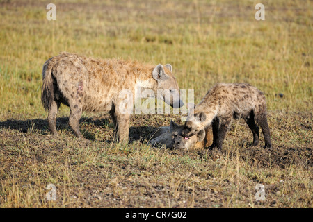 Entdeckt von Hyänen (Crocuta Crocuta), Familie mit jungen in den frühen Morgenstunden, Masai Mara, Kenia, Afrika Stockfoto