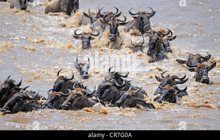 Völkerwanderung, Gnus (Connochaetes Taurinus), Gnus durchqueren das Mara River, Masai Mara, Kenia, Afrika Stockfoto