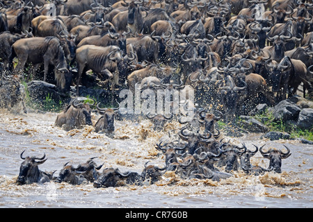 Völkerwanderung, Gnus (Connochaetes Taurinus), Gnus durchqueren das Mara River, Masai Mara, Kenia, Afrika Stockfoto