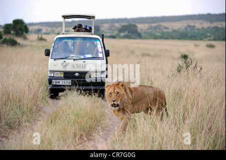 Löwe (Panthera Leo), Männlich, vor einem Safari-Fahrzeug, Masai Mara National Reserve, Kenia, Ostafrika, Afrika Stockfoto