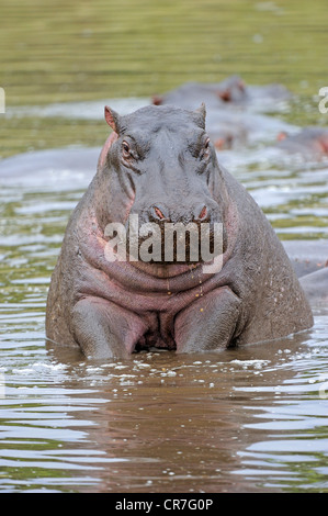 Nilpferd (Hippopotamuspotamus Amphibius) sitzen am Wasser, Masai Mara Nationalpark, Kenia, Ostafrika, Afrika Stockfoto