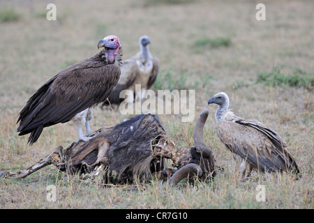 Ohrengeier konfrontiert Geier (Torgos Tracheliotos) und Rueppells Geier (abgeschottet Rueppellii) ernähren sich von Toten Gnus Stockfoto