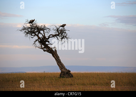 Geier sitzen auf einem toten Baum in den ersten Morgen Licht, Masai Mara National Reserve, Kenia, Afrika Stockfoto