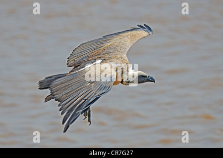 Rueppell der Geier (abgeschottet Rueppellii), Erwachsenen Vogel im Flug, gleiten, Masai Mara, Kenia, Afrika, Afrika Stockfoto