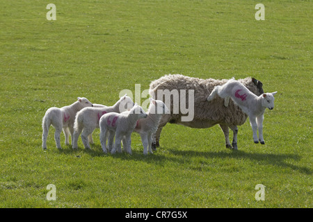 Frühjahr Lämmer spielen auf Wiese zur Osterzeit Stockfoto