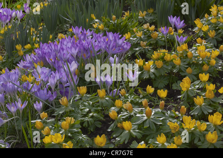 Frühlings-Krokus und Winter Aconites im Garten Einstellung Norfolk März Stockfoto