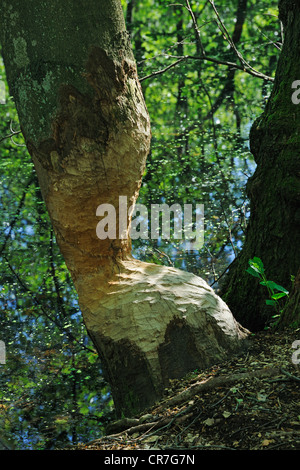 Nagen Markierungen eines Bibers auf den Stamm der eine alte Hainbuche (Carpinus Betulus), in das Briesetal Marschland in Berlin Stockfoto