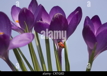 Frühling Krokusse und Seven-spot Ladybird Coccinella punctata Norfolk Februar Stockfoto