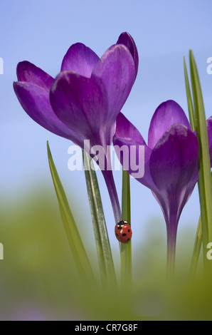 Frühling Krokusse und Seven-spot Ladybird Coccinella punctata Norfolk Februar Stockfoto