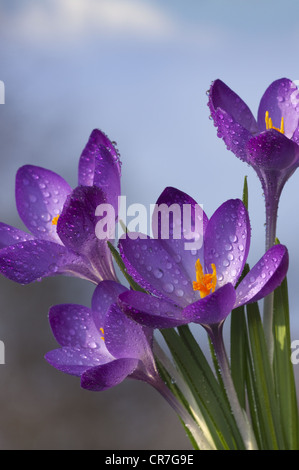 Frühlings-Krokus gegen den Himmel Stockfoto