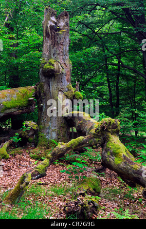 Ca. 400 Jahre alte Buche (Fagus), Urwaldrelikt Sababurg Naturschutzgebiet, Hessen, Deutschland, Europa Stockfoto